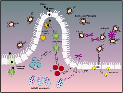 Divergent Roles for the IL-1 Family in Gastrointestinal Homeostasis and Inflammation